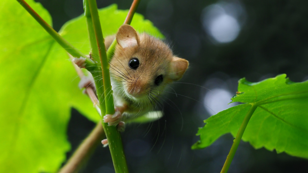 Dormouse | Unique Among Rodents