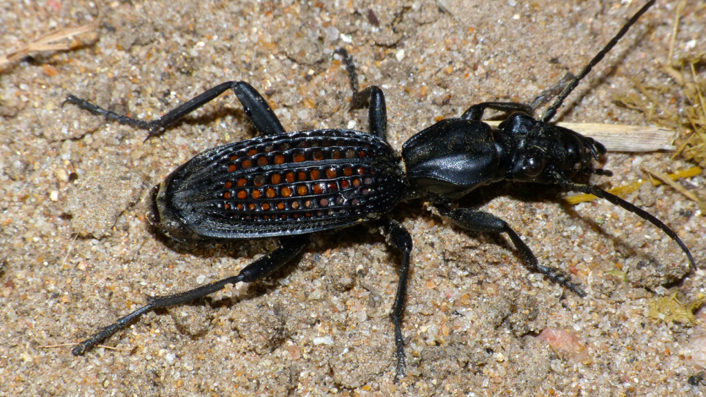 Ground Beetle