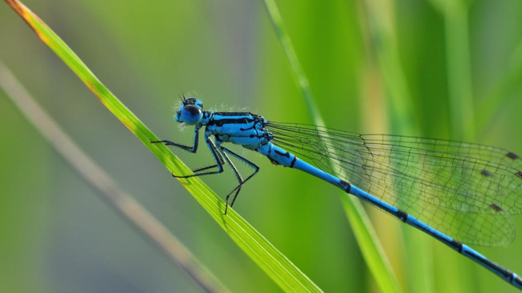 Dragonfly