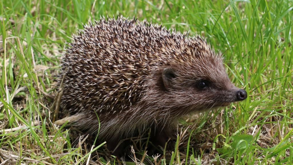 Hedgehog