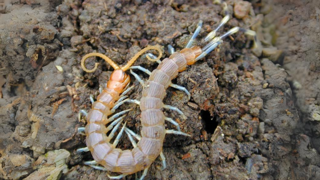 Centipede