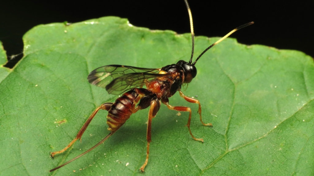 Parasitic Wasp