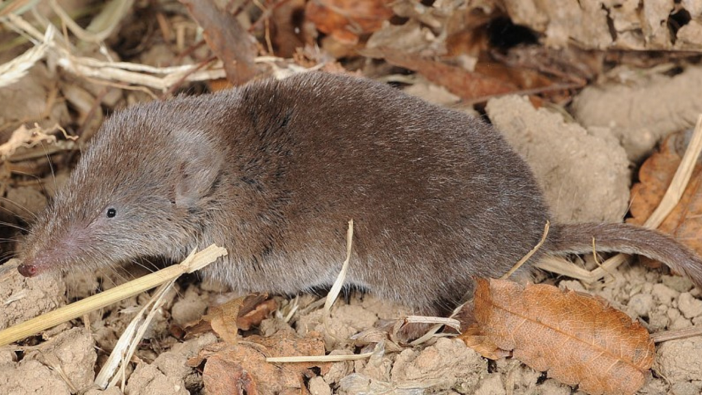 Shrew