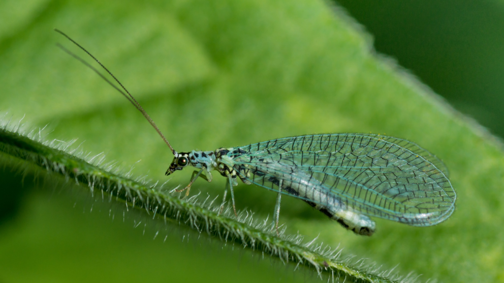 Lacewing