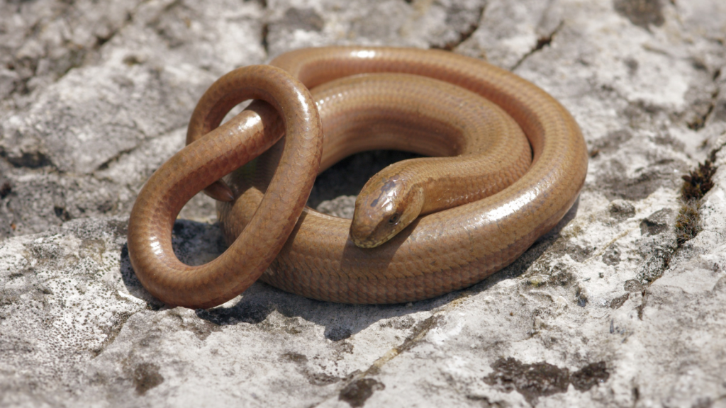 Slow Worm