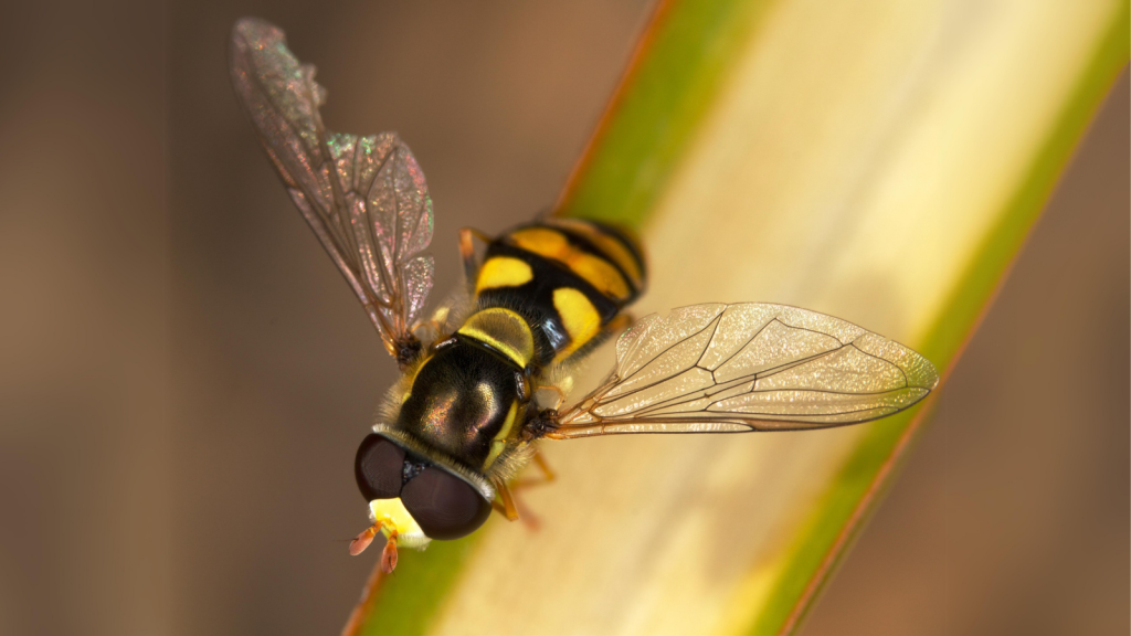 Hoverfly