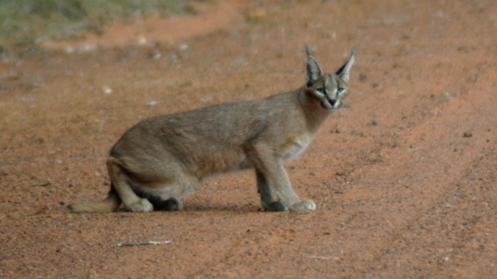 Caracal