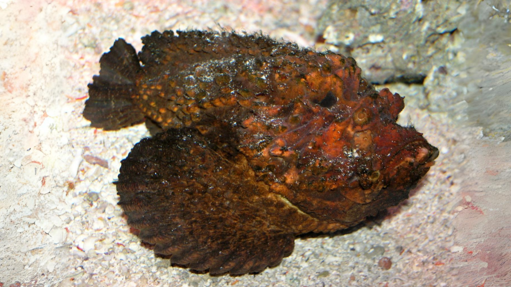 Stonefish