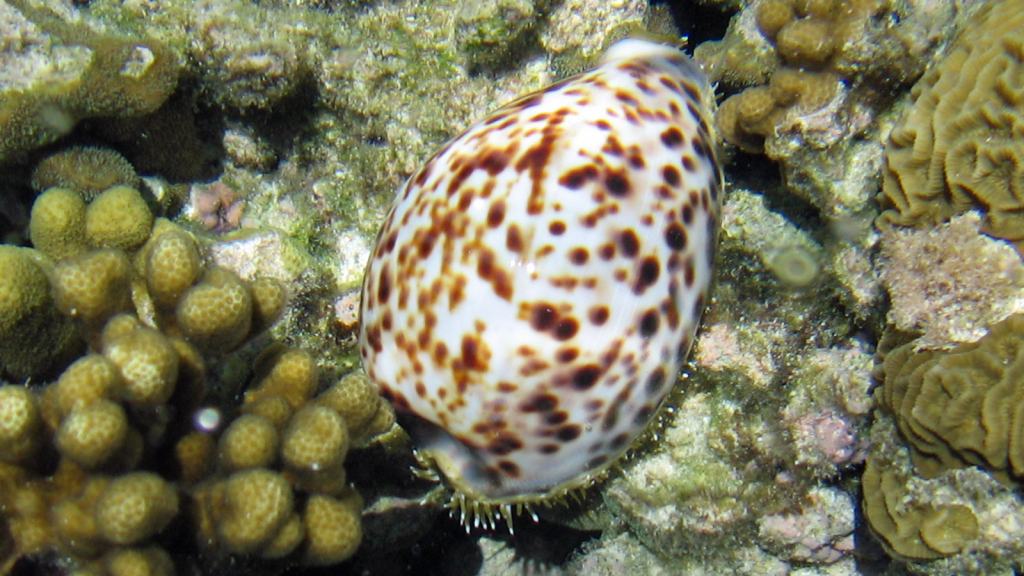 Cone Snail