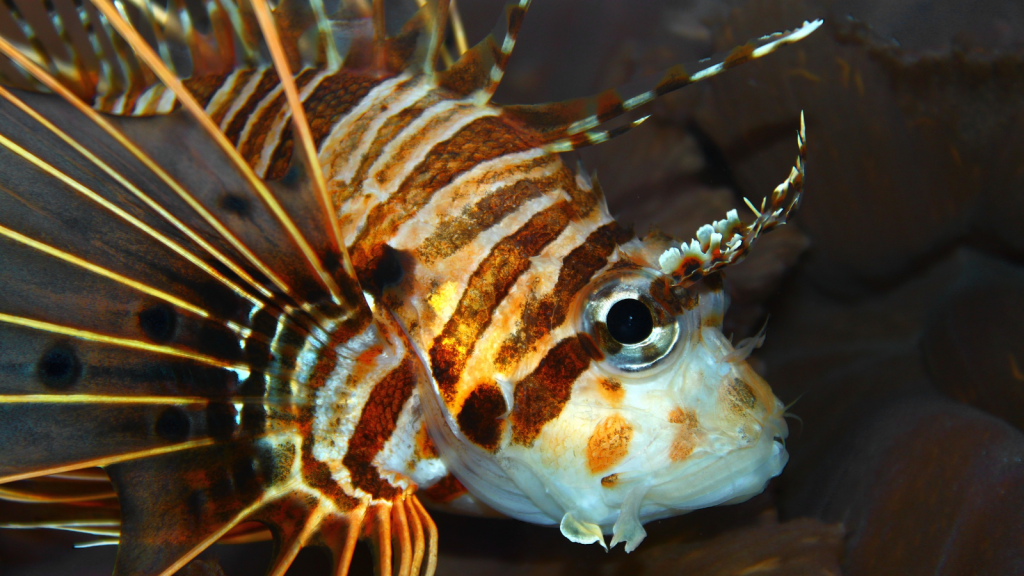 Lionfish