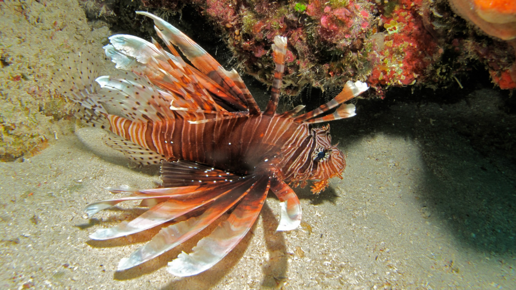 Lionfish