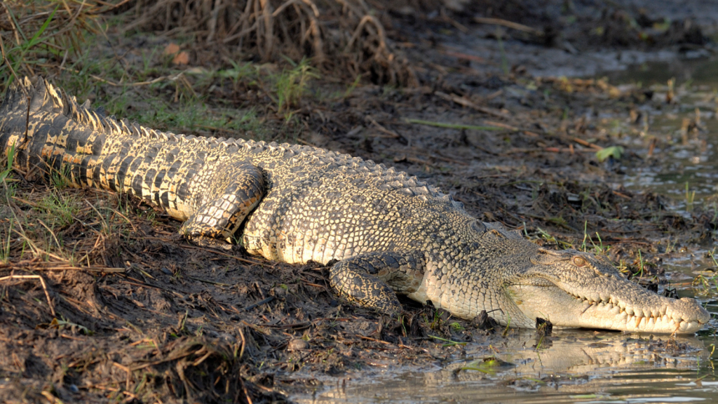 Saltwater Crocodile