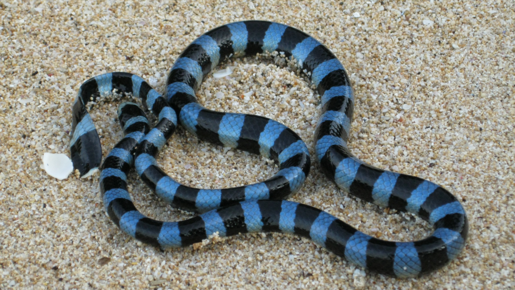 Blue-Banded Sea Krait