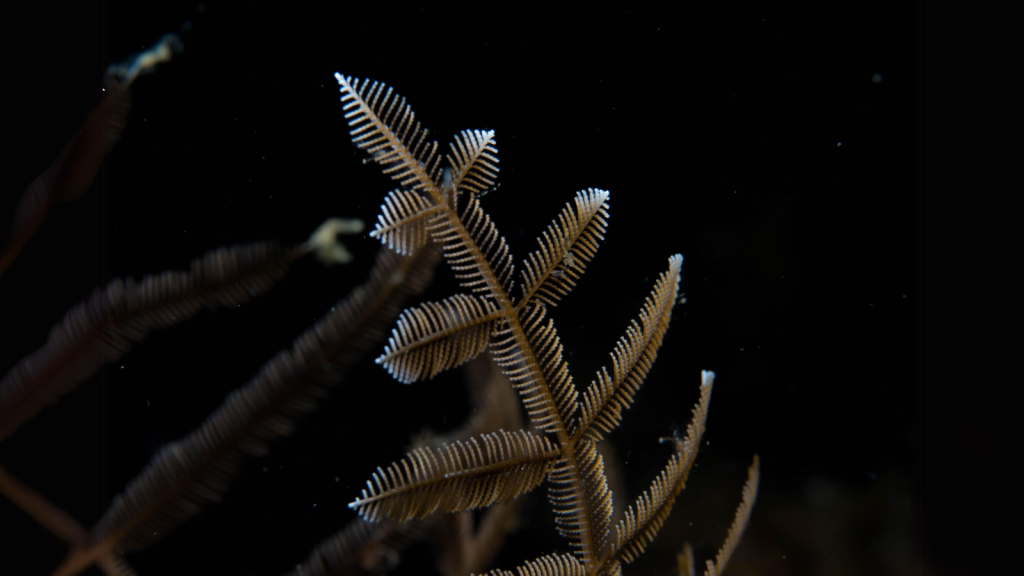 Stinging Hydroid