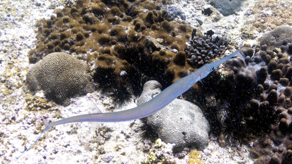 Needlefish