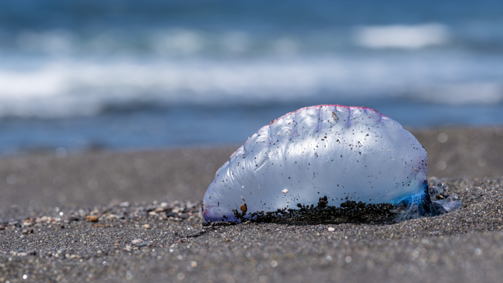 Portuguese Man-of-War