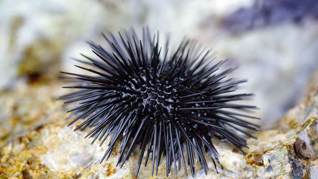 Sea Urchin