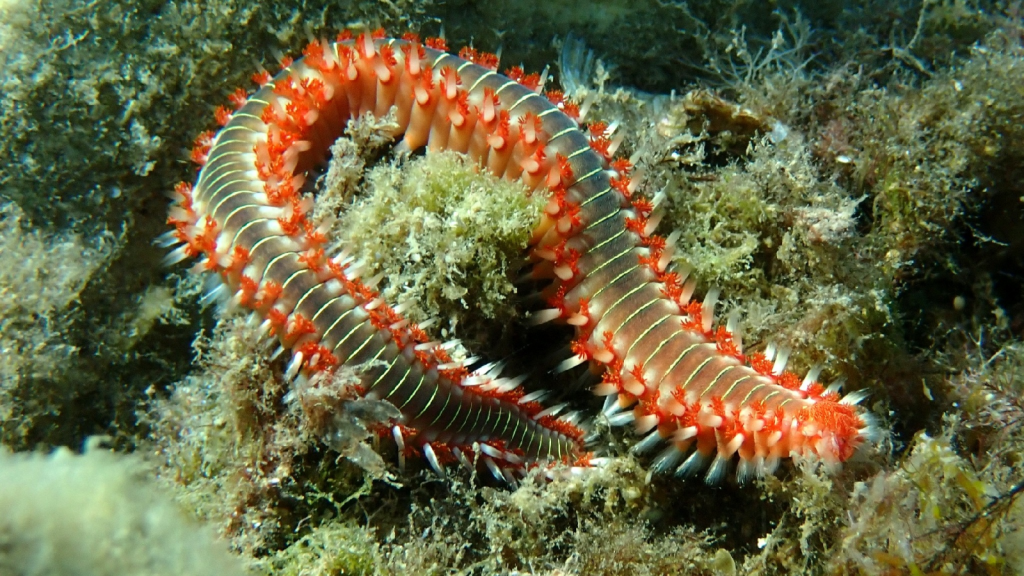 Fireworm