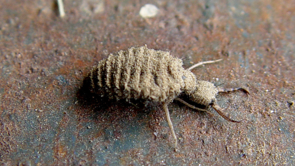 Ant Lion