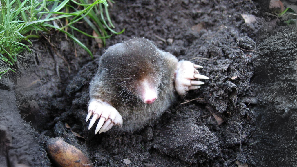 Mole