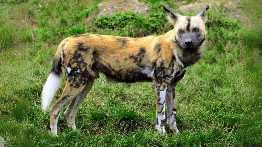 African Wild Dog