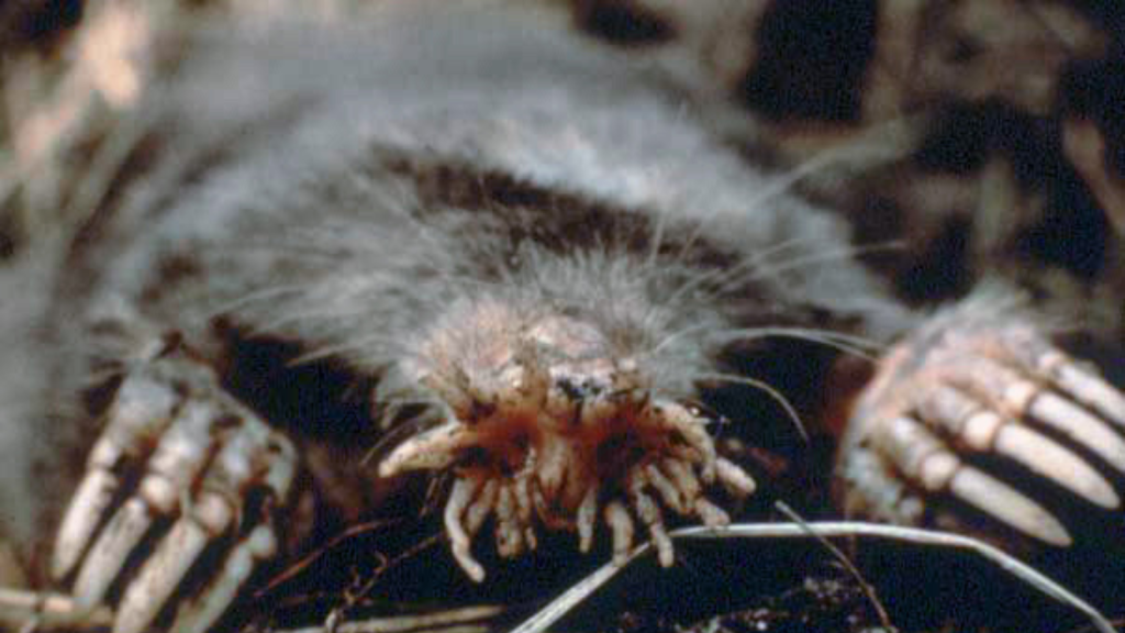 Star-Nosed Mole