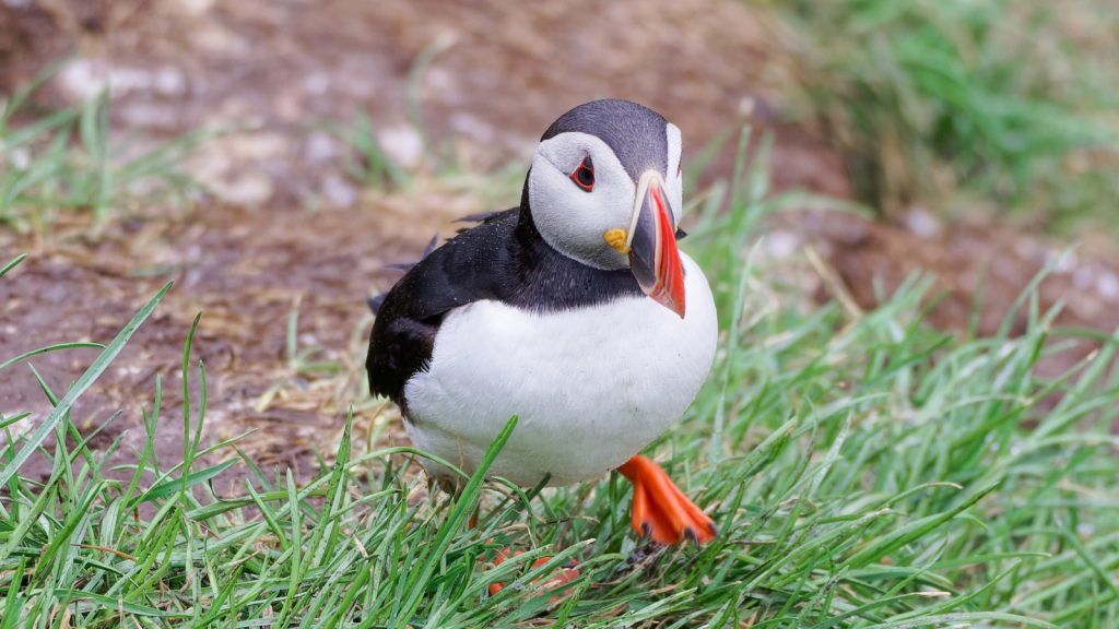 Puffin