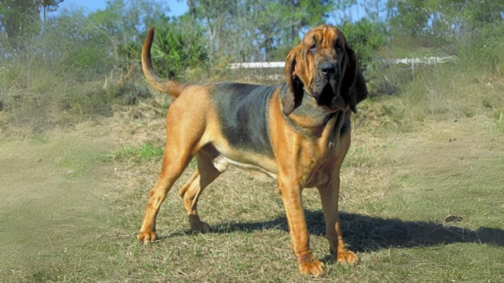 Bloodhound 