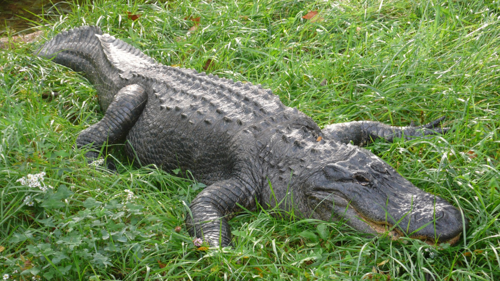 American Alligator