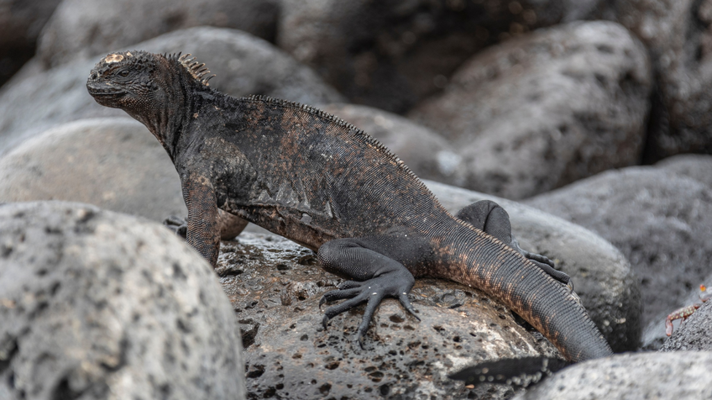 Marine Iguana