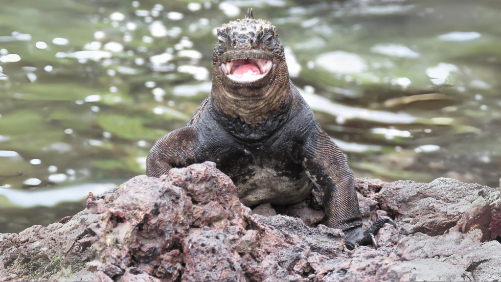 Scaled and Scary: 15 Most Dangerous Reptiles in Coastal Waters