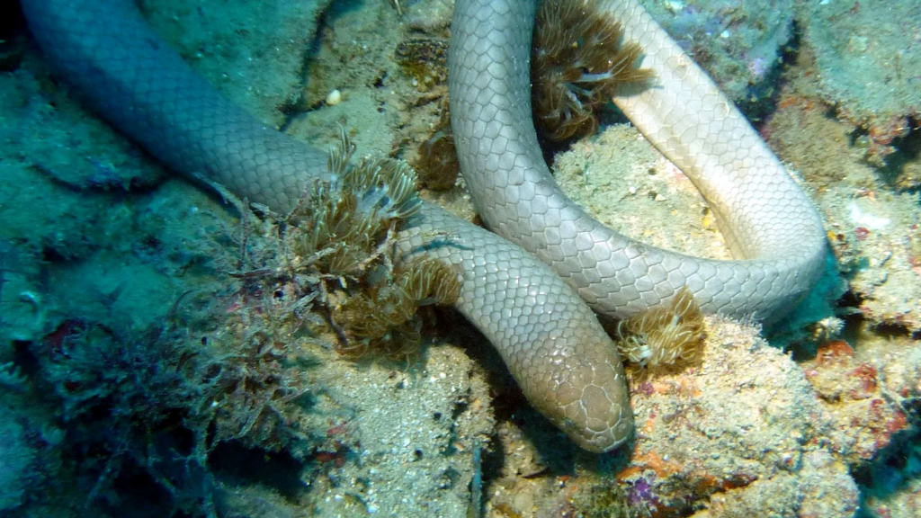 Olive Sea Snake