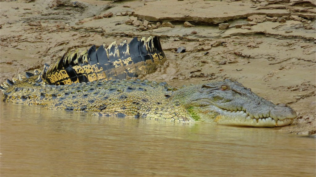 Estuarine Crocodile