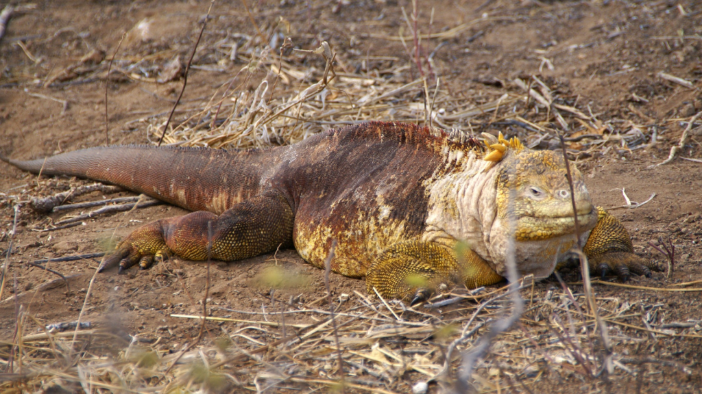 Galapagos Land Iguana