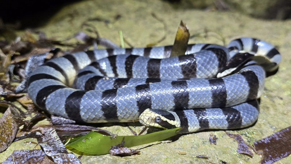 Yellow-Lipped Sea Krait