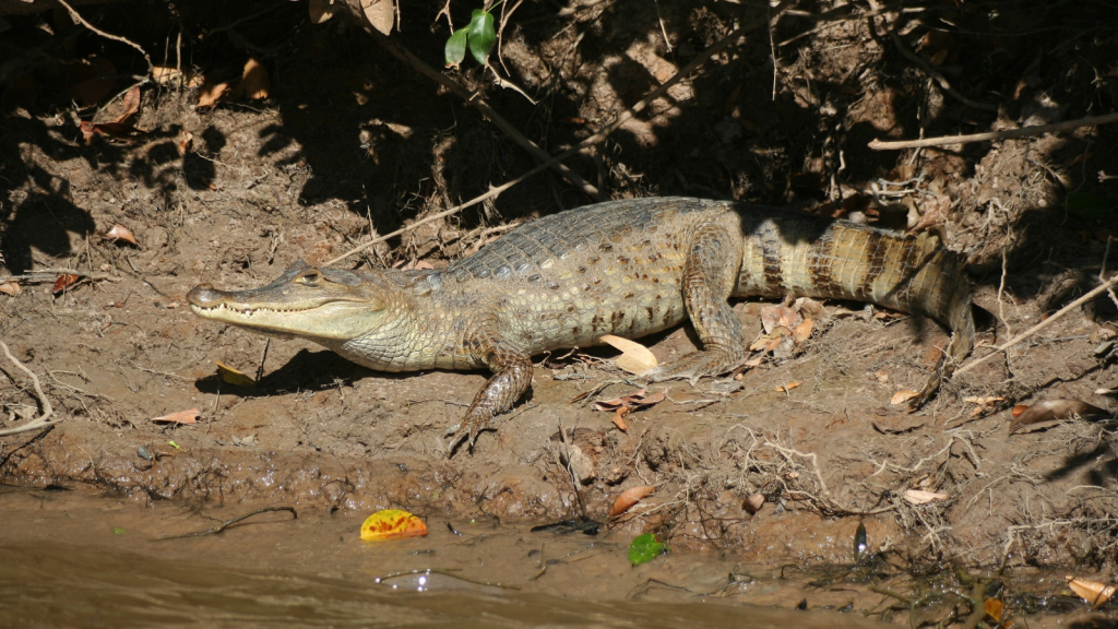 Spectacled Caiman