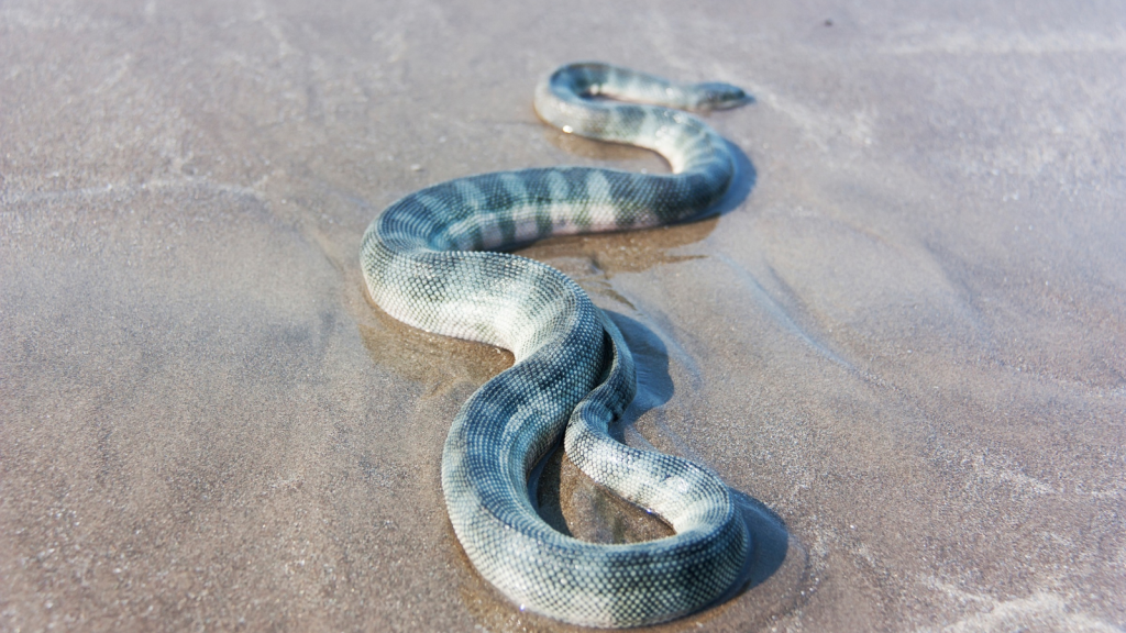 Beaked Sea Snake