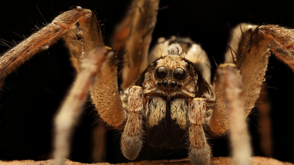 Meet the Wolf Spider | One of Britain's Biggest Spiders