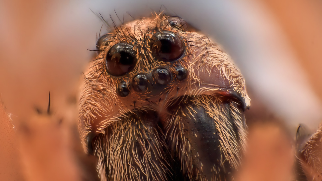 Wolf Spider | They Have Excellent Eyesight