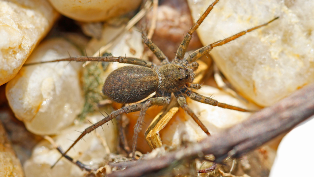 Wolf Spider | They're Fast Runners