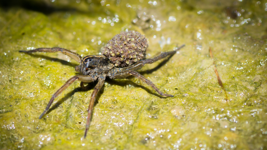 Meet the Wolf Spider | One of Britain's Biggest Spiders - Outlandish Owl