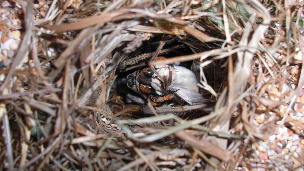 Wolf Spider | They Don't Spin Webs