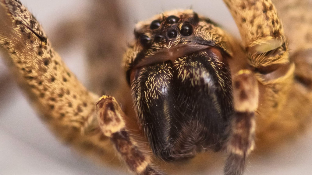 Wolf Spider | They Glow Under UV Light