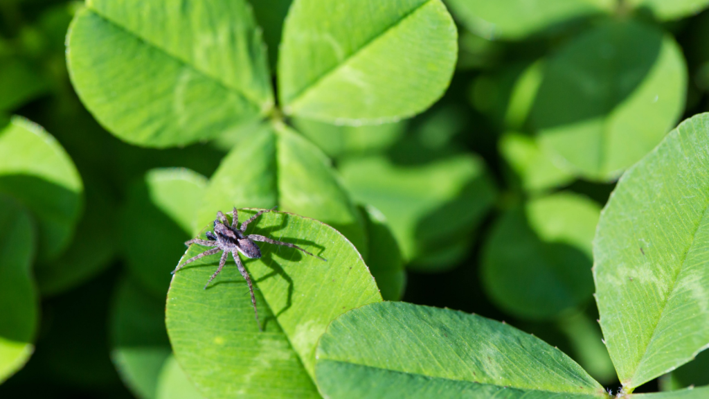 Wolf Spider | They're Found All Over the UK