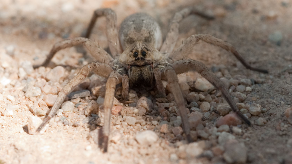 Wolf Spider | They Use Vibrations to Communicate