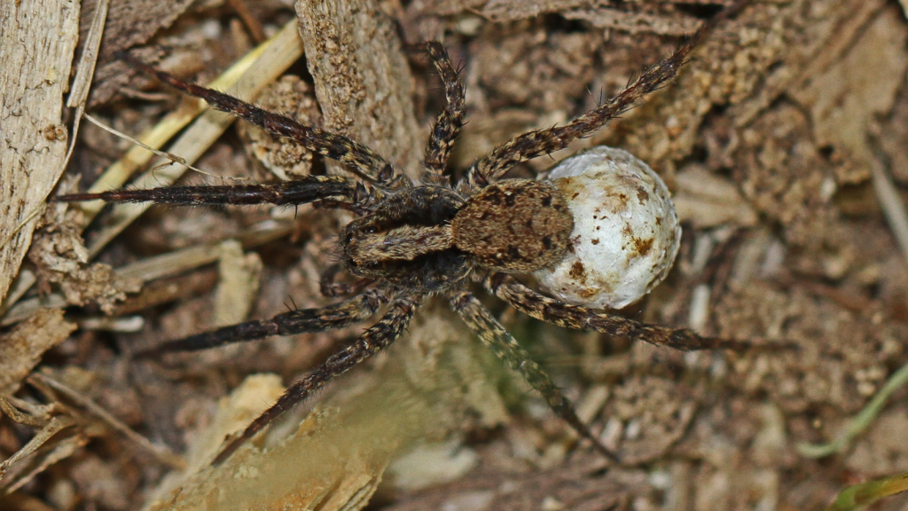 Wolf Spider | They Have Excellent Camouflage