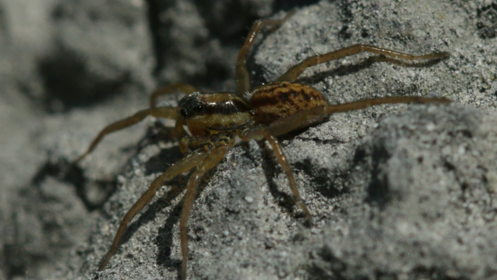 Wolf Spider | They Have Impressive Night Vision