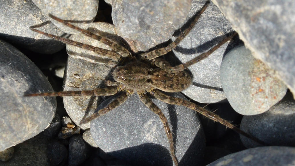 Wolf Spider | They're Surprisingly Long-Lived