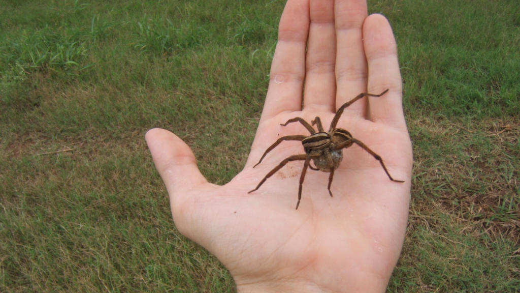 Wolf Spider | They Have a Venomous Bite, But It's Harmless to Humans