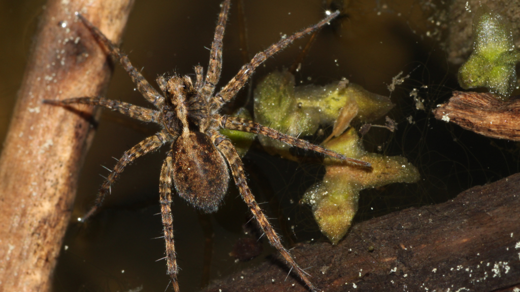 Wolf Spider | They Can Walk on Water